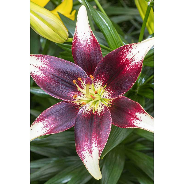 Лилия Нэттиз Прайд 12/14 2 шт Садовита