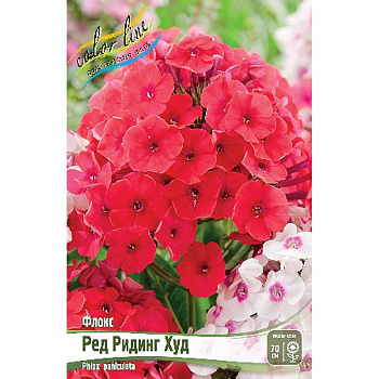 Флокс Ред Ридинг Худ I 2 шт