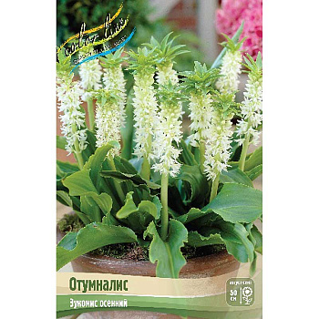 Эукомис Отумналис 12/14 2 шт 