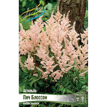 Астильба Пич Блоссом 2/3 n 1 шт