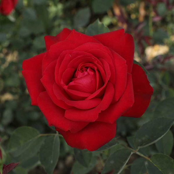 Роза чайно-гибридная Софи Лорен Садовита