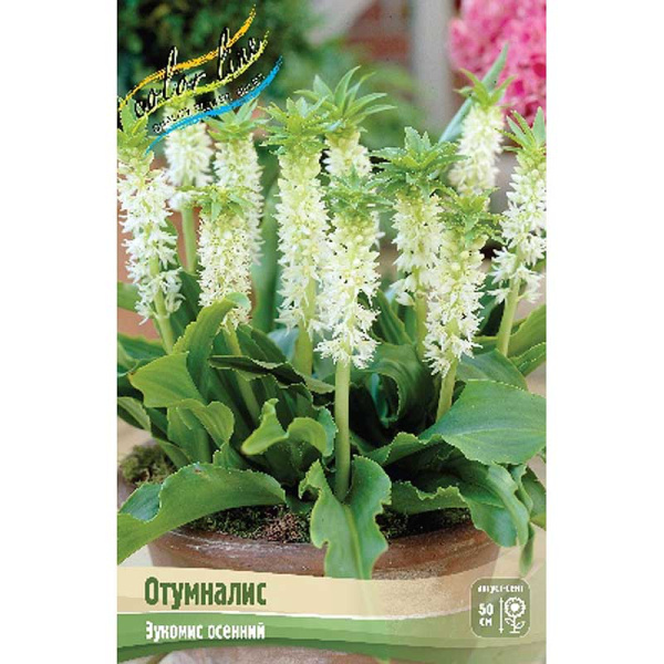 Эукомис Отумналис 12/14 2 шт 