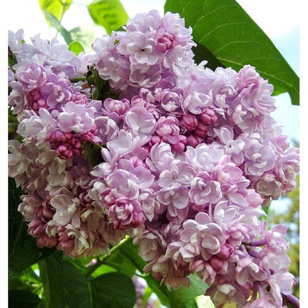 Сирень Обыкновенная Бель Де Ненси P9