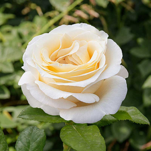 Роза флорибунда Айсберг Садовита