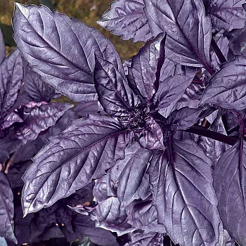 Базилик Философ НК Ц