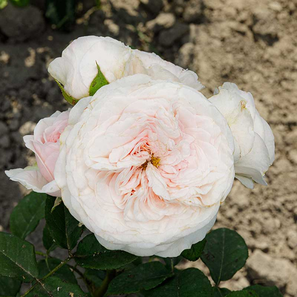 Роза шраб Арвен (Английская) Садовита