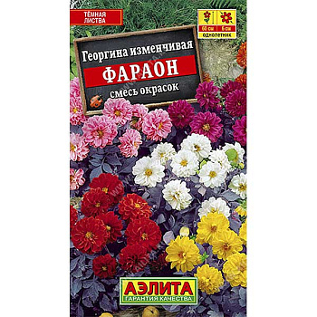 Георгин Фараон Аэлита Ц 