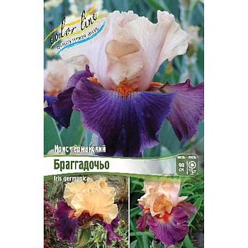 Ирис Германский Браггадочьо I 25 шт Биг-пак 3205