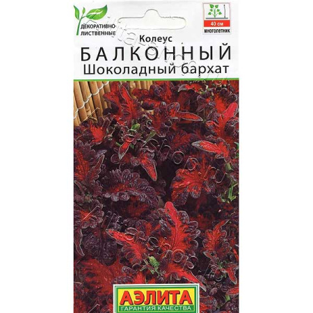 Колеус Шоколадный бархат Аэлита Ц 