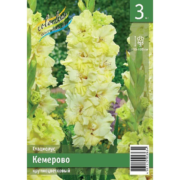 Гладиолус Кемерово 10/12 3 Эконом шт