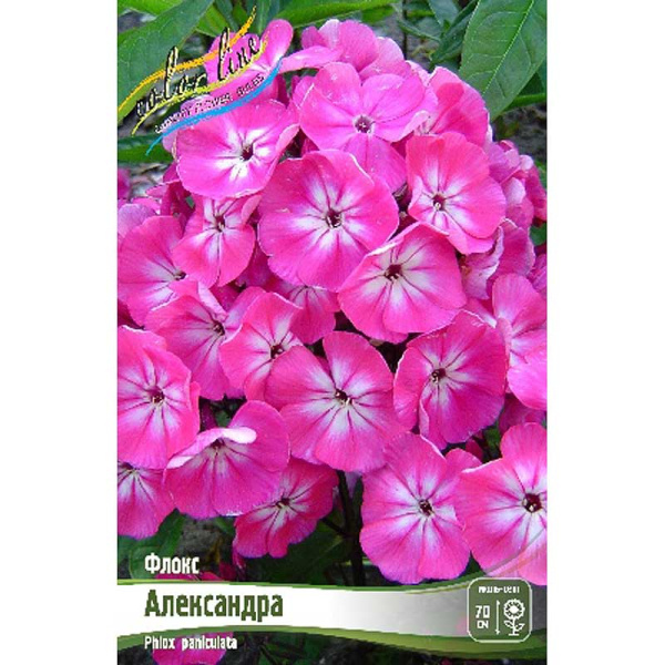 Флокс Александра I 2 шт