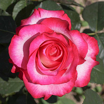 Роза чайно-гибридная Хайлендер Садовита