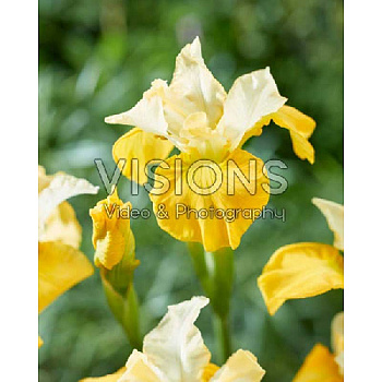 Ирис Сибирский Дабл Плеже I 1 шт