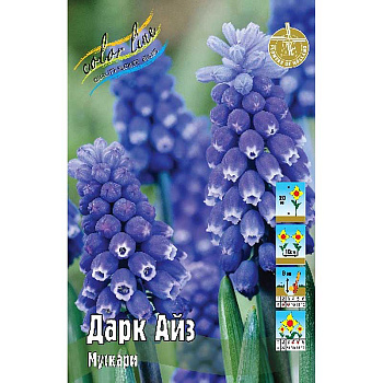 Мускари Дарк Айз 6/+ 10 шт
