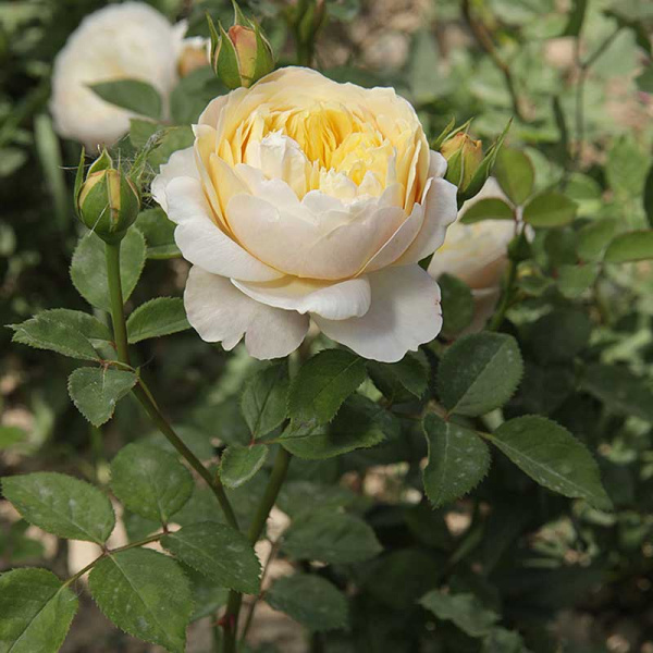 Роза плетистая Клэр Остин Садовита