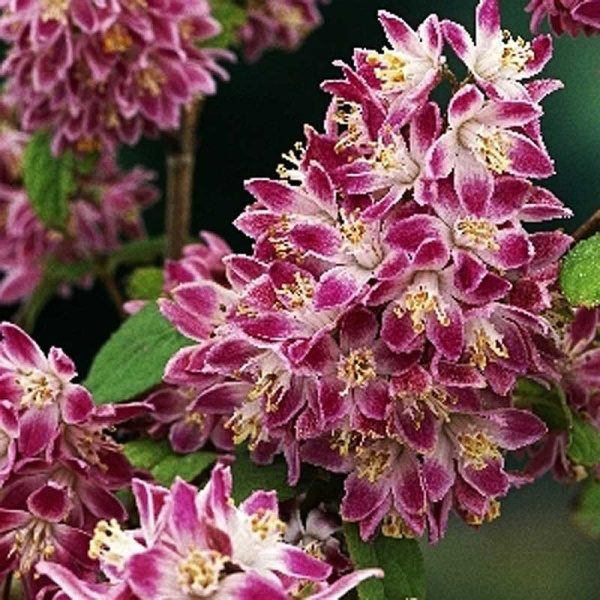 Дейция Гибридная Строуберри Филдс P9