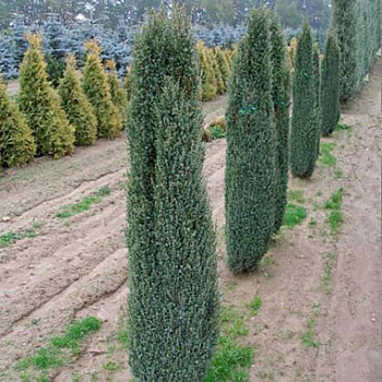 Можжевельник Juniperus communis Sentinel Р9 шт Садовита 10295