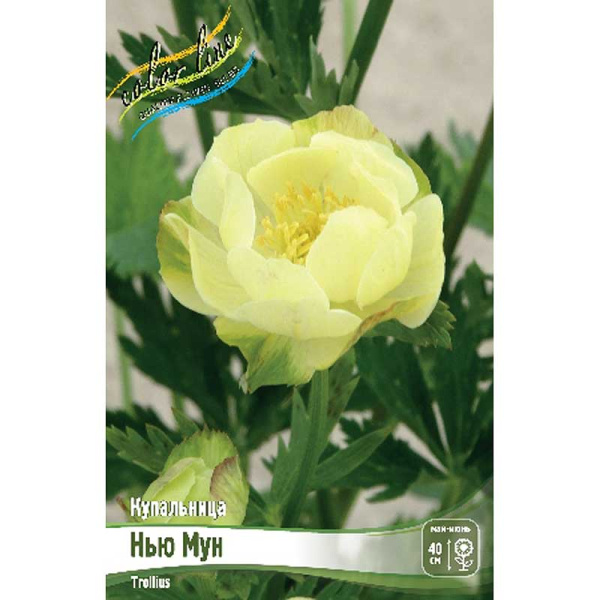 Купальница Нью Мун I 1 шт