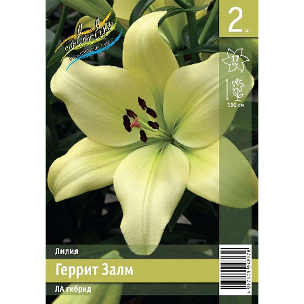 Лилия Геррит Залм 12/14 2 Эконом шт