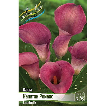Калла Каптейн Романс 12/14 2 шт