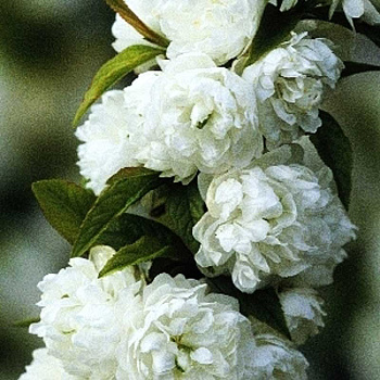 Вишня Железистая Альба Плена P9