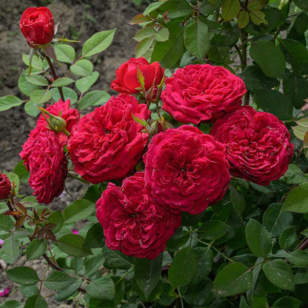 Роза Флорибунда Инзель Майнау Садовита