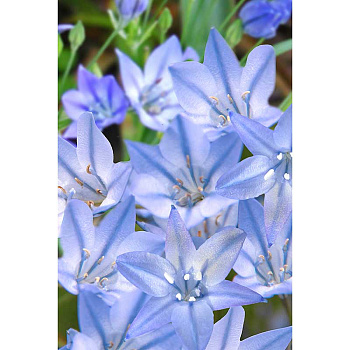 Трителейя Конингин Фабиола 5/6 10 шт Садовита 