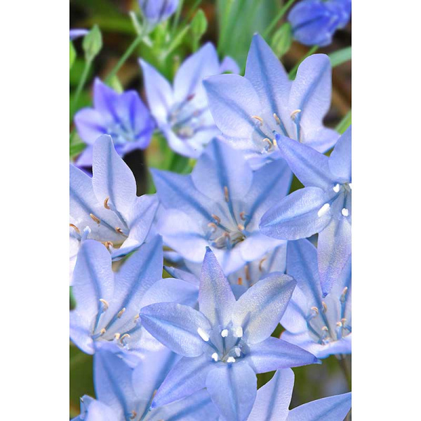 Трителейя Конингин Фабиола 5/6 10 шт Садовита 