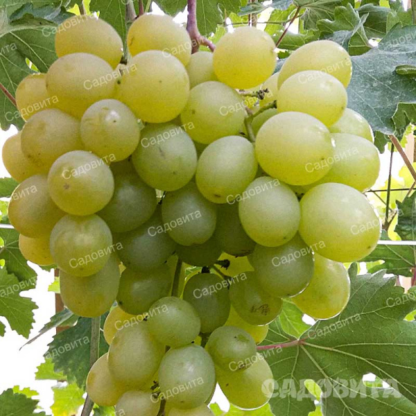 Виноград Злато очень ранний Садовита