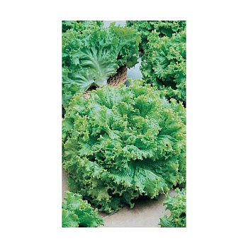 Салат Одесский Кучерявец Марс Б