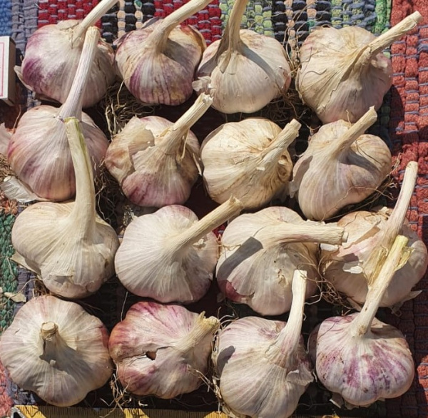 Чеснок Башкирский фиолетовый калибр 3+ (цена за 10кг)