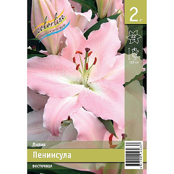 Лилия Пенинсула 13/14 2 Эконом шт 