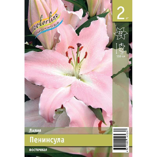 Лилия Пенинсула 13/14 2 Эконом шт 