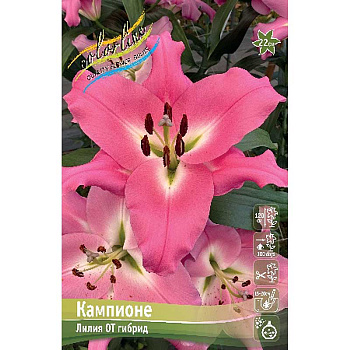 Лилия Кампионе 16/18 5 шт 
