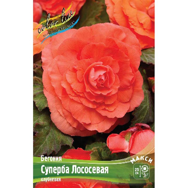 Бегония Суперба Лососевая 4/5 3 шт 