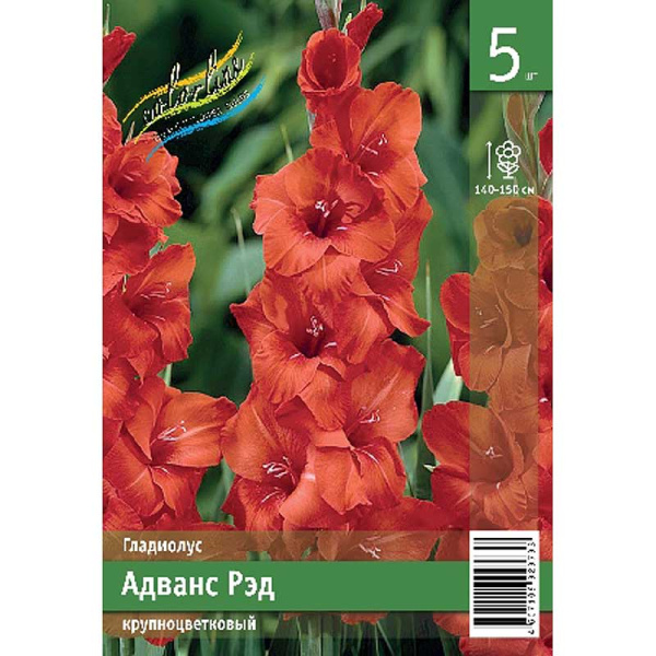 Гладиолус Адванс Рэд 10/12 5 Эконом шт