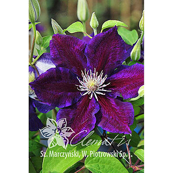 Клематис Юлька P9 шт