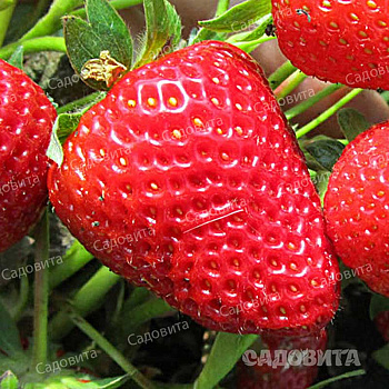 Земляника садовая ремонтантная Капри (цена за 40 штук) ОСП