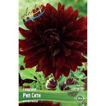 Георгина Рип Сити I 1 шт