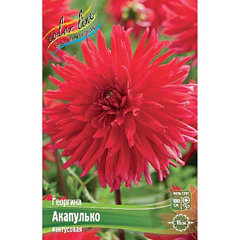 11031 Шоу-Бокс Георгина Акапулько 15 шт 