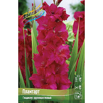 Гладиолус Пламтарт 10/12 100 шт Шоу-Бокс 7653