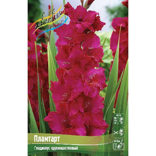 Гладиолус Пламтарт 10/12 100 шт Шоу-Бокс 7653