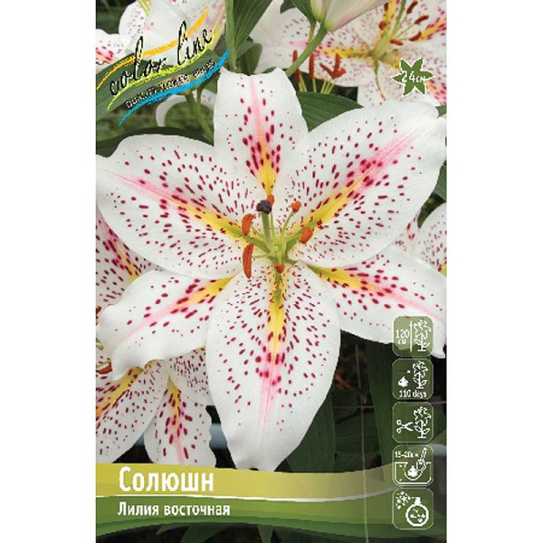 Лилия Солюшн 12/14 25 шт Биг-пак 10423