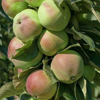 Яблоня Каскад колоновидная Садовита