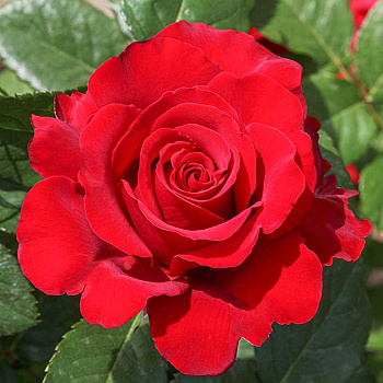 Роза чайно-гибридная Секси Рэд Садовита