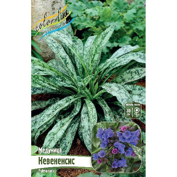 Медуница Кевененсис 2/3 n 25 шт Биг-Пак 3190