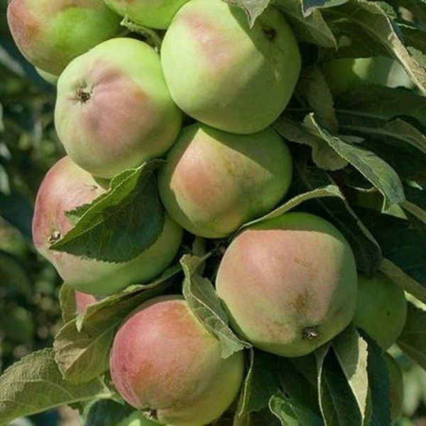 Яблоня Каскад колоновидная Садовита