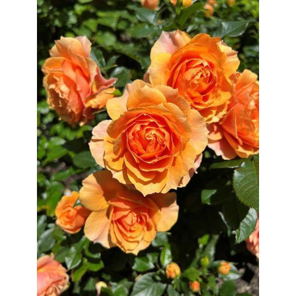 13562 Роза «Какая Она Красивая!» P12 ,шт