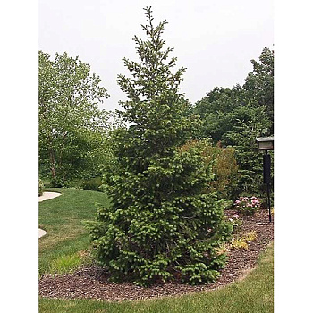 Псевдотсуга Мензиса Видовая Норма P9