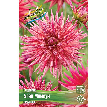 Георгина Алан Мимоун I 15 шт Шоу-бокс 11023